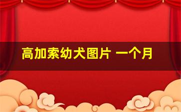 高加索幼犬图片 一个月